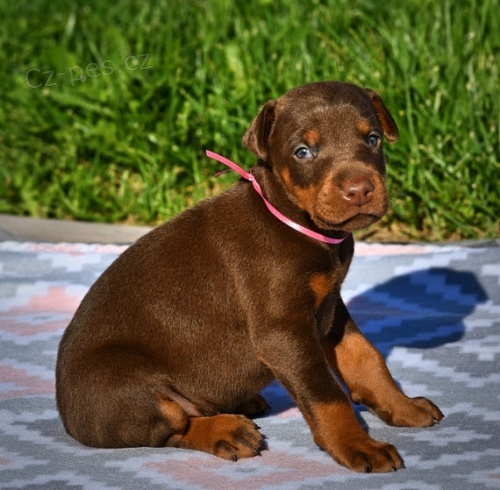 Dobrman - �t���tka