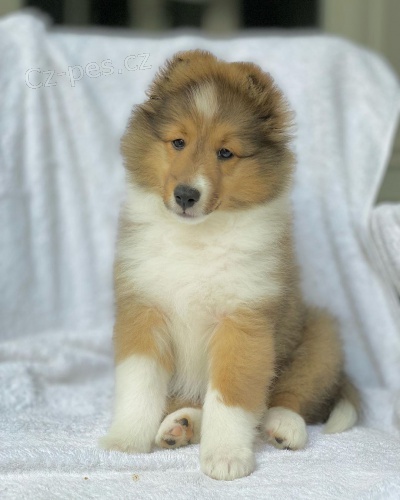 �t��ata sheltie k adopci