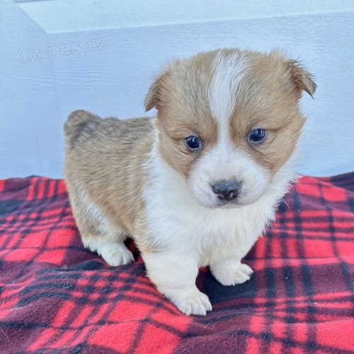 Cardigan Welsh corgi.