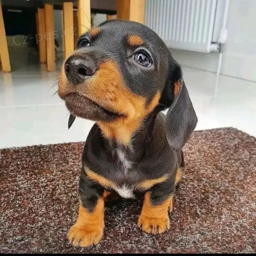 trpasli�� �t��ata hladkosrst�ho jezev��ka