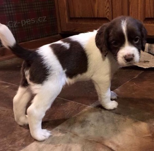 �t���tka anglick�ho �pringr�pan�la