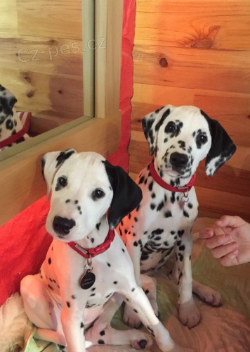 kr�sn� a zdrav� o�kovan� �t��ata dalmatin�