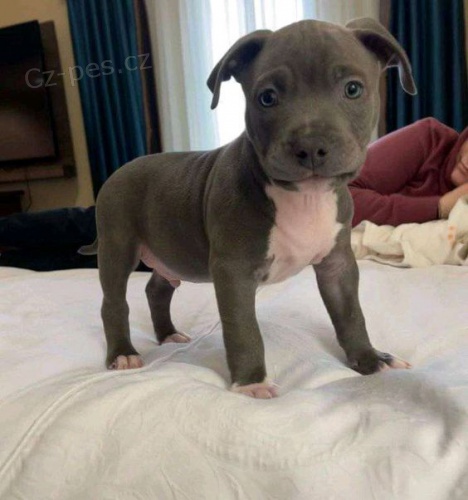 �t��ata staford��rsk�ho bulteri�ra