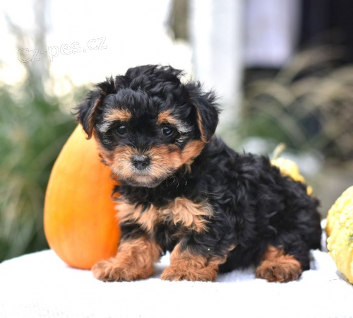 �T���TKO YORKIPOO