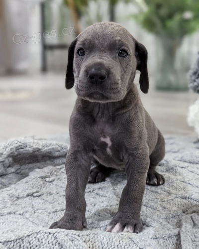 �t��ata n�meck� dogy