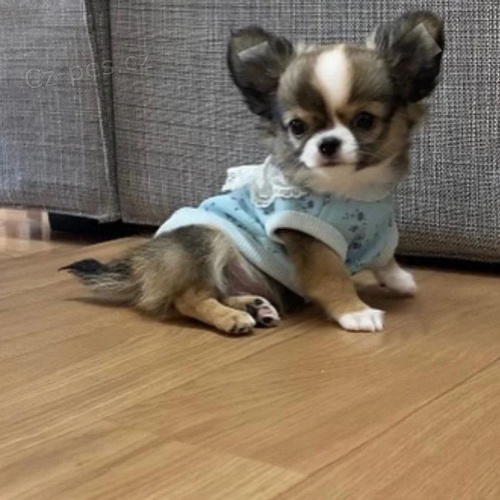 dlouhosrst� �ivava mini