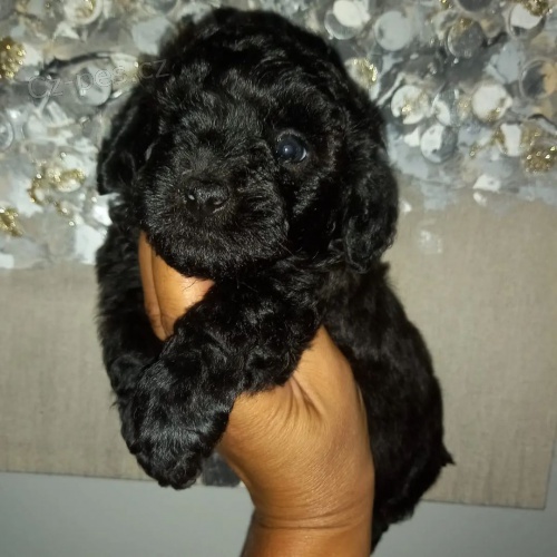 �ern� a hn�d� TOY �t��ata pudla