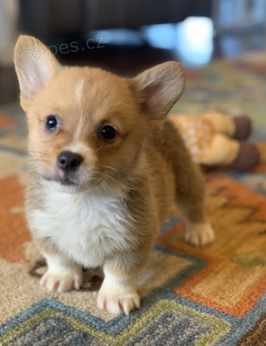�t��ata Pembroke Welsh Corgi