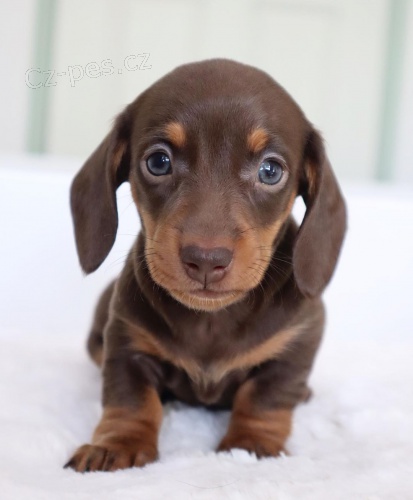 Prod�m trpasli�� �t��ata hladkosrst�ho jezev��ka