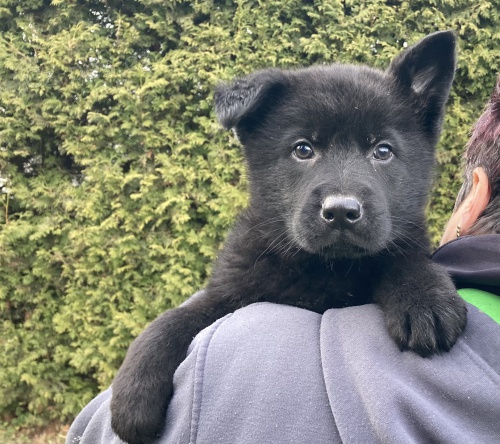 N�meck� ov��k mohutn� cel.pejsek