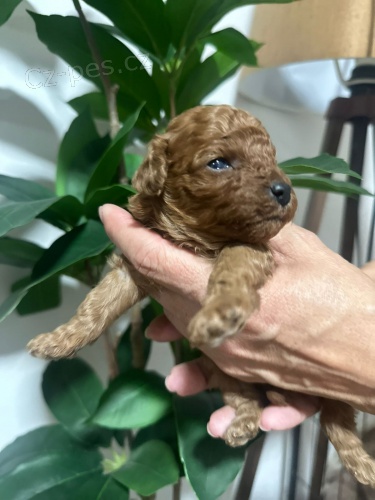 Miniaturn� pudl �t��ata