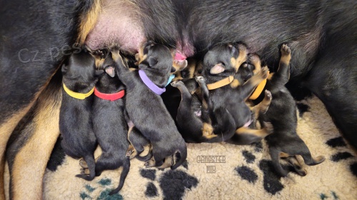 �t��ata rotvajler s PP