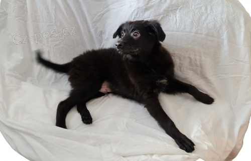 Peru�nsk� nah�� st�edn�