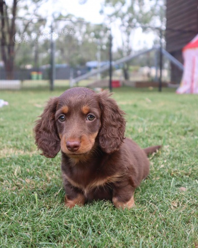 trpasli�� �t��ata dlouhosrst�ho jezev��ka