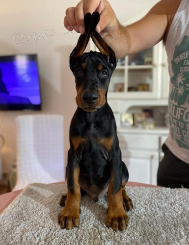 Dobrman - �t���tka