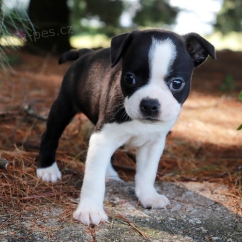 �t��ata bostonsk�ho teri�ra