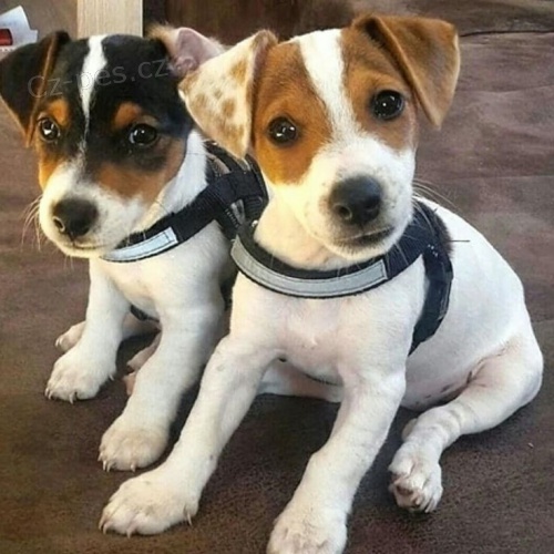 �t��ata jack russell teri�ra.