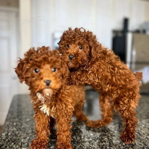 �t��ata toy pudla