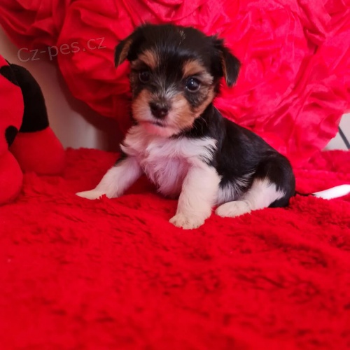 �t��ata biewer yorkie