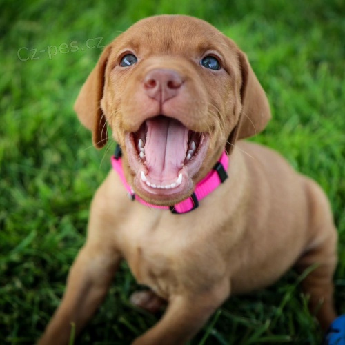 Ma�arsk� oha� kr�tkosrst�