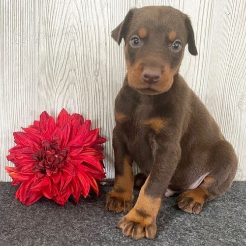 Prod�m �t��ata dobrmana.