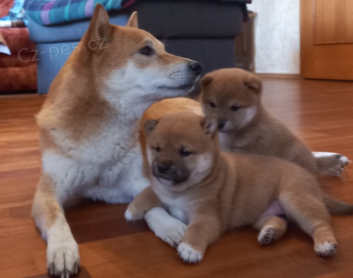 Nab�z�m �t��ata shiba inu