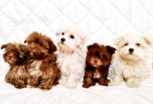 Bolonka Zwetna �t��ata