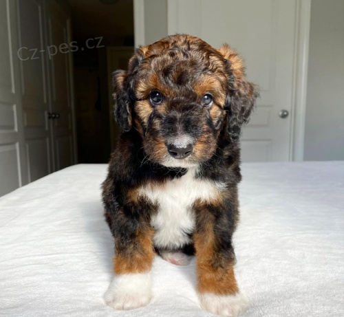Prod�m �t��ata AUSSIEDOODLE