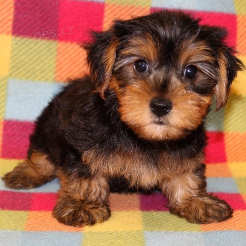 �T���TKO YORKIPOO