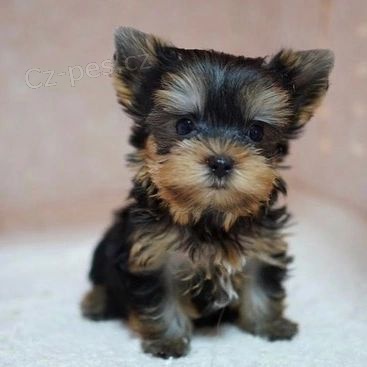 �t���tka jork��rsk�ho teri�ra