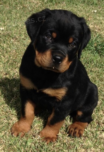 �t���tka rotvajlera.