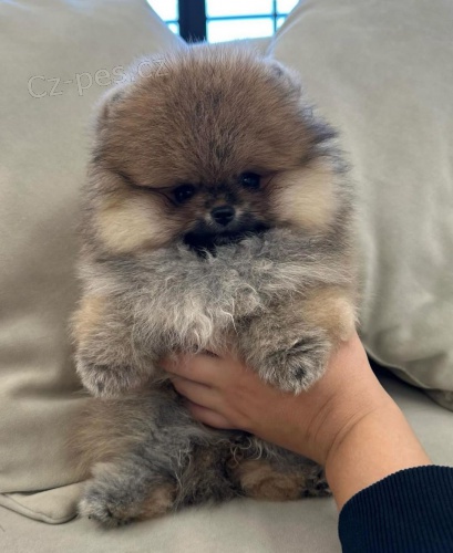 Prod�m �t��ata pomeraniana.