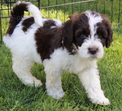 O�kovan� a od�erven� mini �t��ata portugalsk�ho vodn�ho psa k adopci