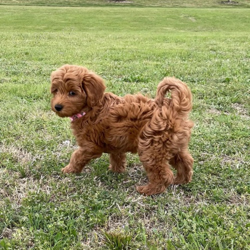 �t��ata Cockapoo na prodej