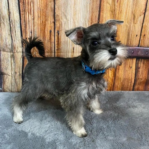 mal�ch kn�ra��/mal�ch kn�ra��