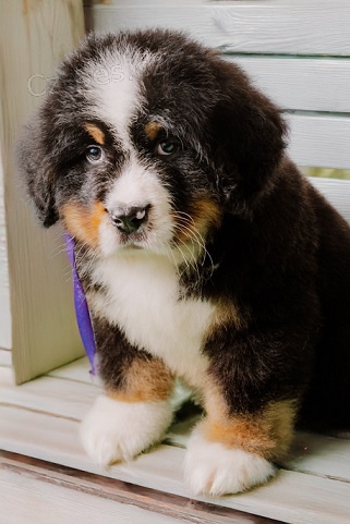 Bernsk� sala�n�cky pes