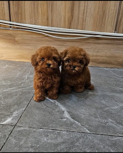 TOY O�KOVAN� �T��ATA PUDL�