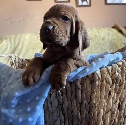 Madarsk� oha� s PP