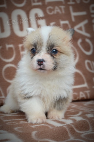 Vel�sk� Corgi Pembroke �t��ata