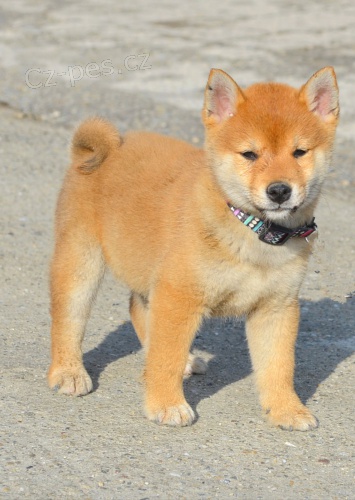 Shiba Inu �t��ata na prodej