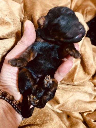 �ern� a hn�d� s p�len�m, �okol�dov� a hn�d� s p�len�m toy pudlov� �t��ata