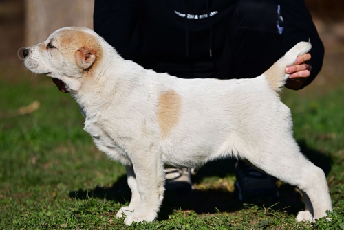 St�edoasijsk� ov��k �t��ata