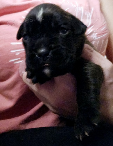 Nemeck� boxer, �teniatka, kr�tky chvost 