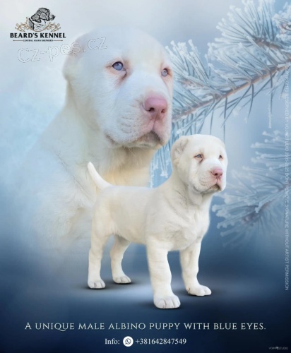 �t�n� alb�n St�edasiatsk�ho pasteveck�ho psa