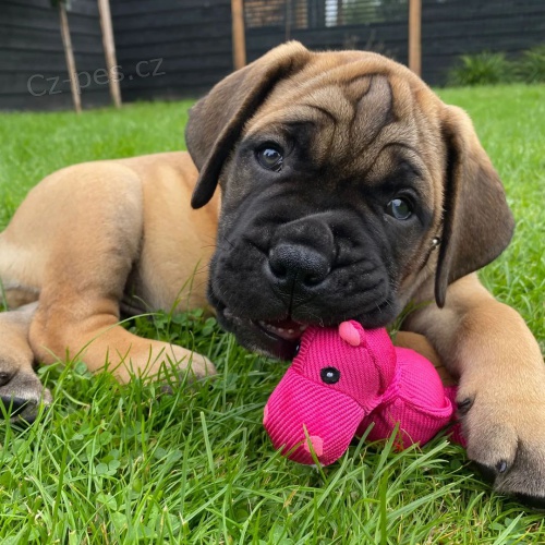 Prod�m �t��ata bullmastiffa