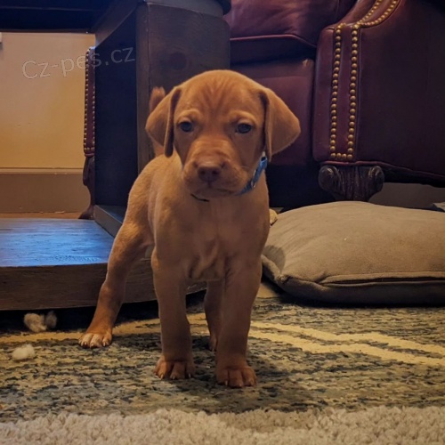 Ma�arsk� oha� kr�tkosrst�