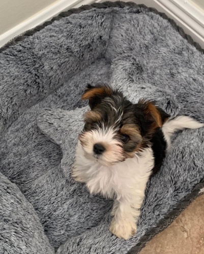 �t��ata biewer yorkie