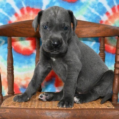 �t��ata n�meck� dogy