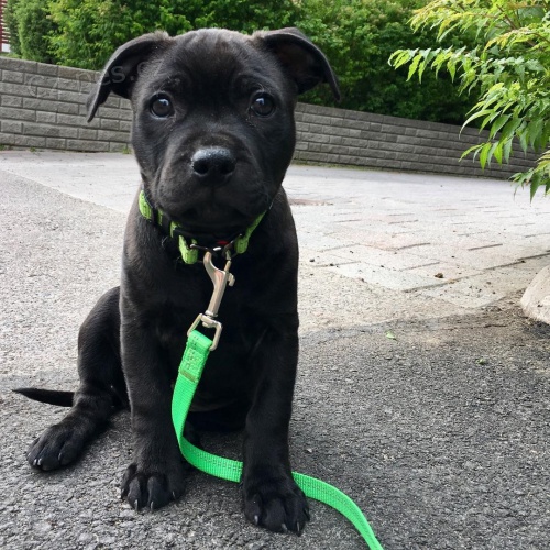 �t��ata staford��rsk�ho bulteri�ra