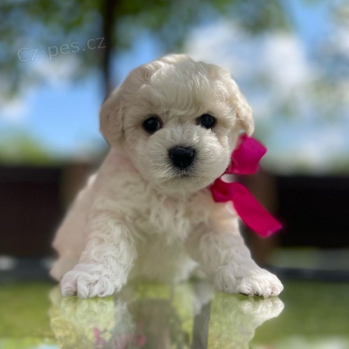 �t��ata bi�onka